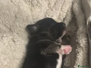 Pomchi dogs Pomchie puppies in Middlesbrough - Advert 1