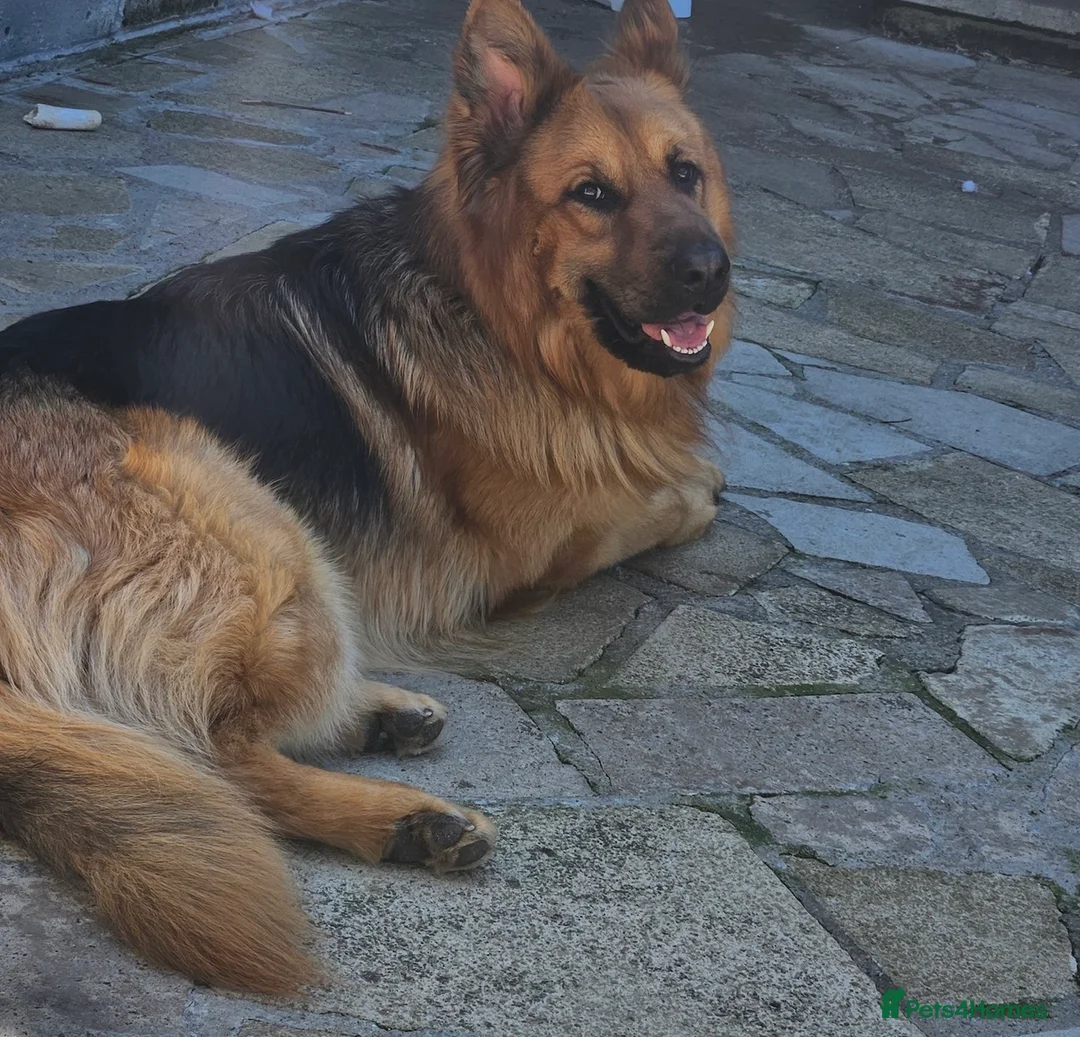 German Shepherd dogs for sale: 2 year old German Shepherd dog in Shipley - Advert 2