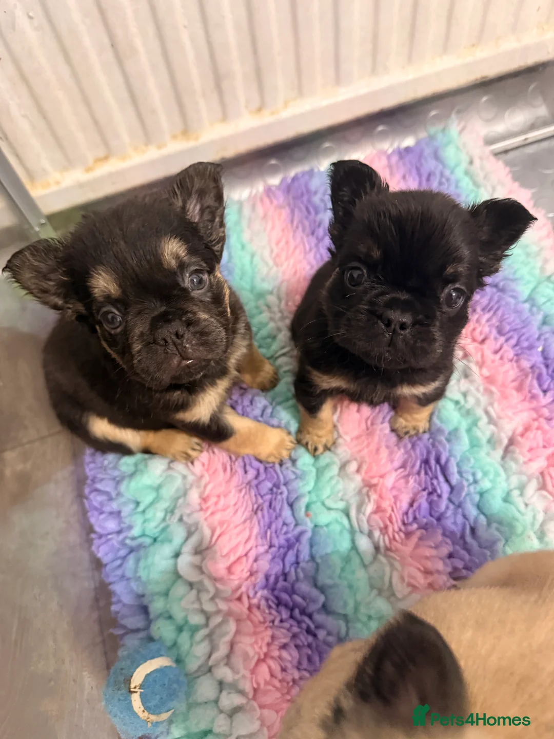 French Bulldog dogs for sale: Reduced 1 Female visual fluffy - Ready now - Advert 1
