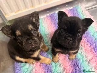 French Bulldog dogs Reduced 1 Female visual fluffy - Ready now - Advert 16