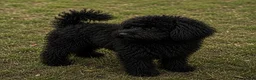 Miniature Poodle dogs for sale: Miniature Poodle - Advert 1