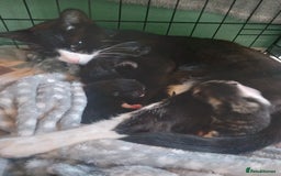 Mixed Breed cats for sale: 4 kittens available  - Image 5