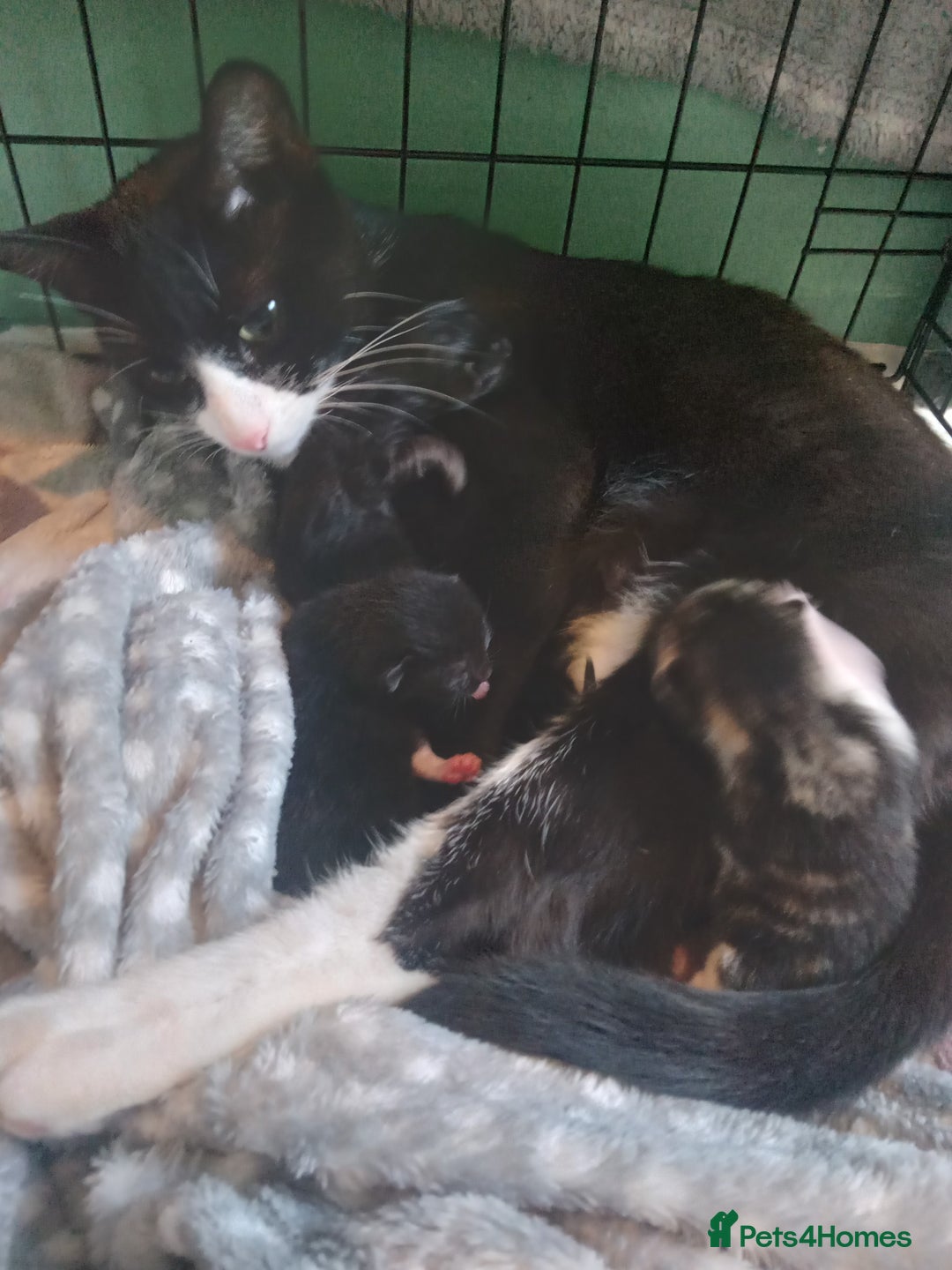 Mixed Breed cats for sale: 4 kittens available  - Image 5