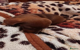 Miniature Dachshund dogs for sale: Miniature daschund puppies for sale  - Image 2