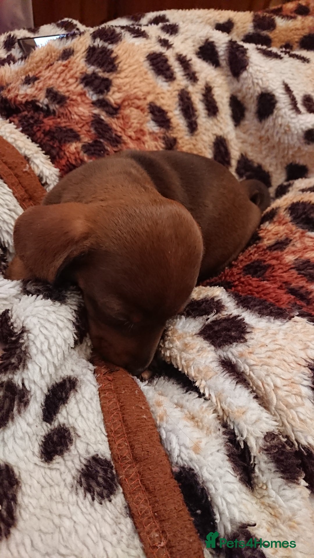 Miniature Dachshund dogs for sale: Miniature daschund puppies for sale  - Image 2