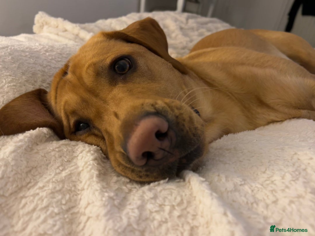 Labrador Retriever dogs for stud: Fox red labrador for stud  - Image 7