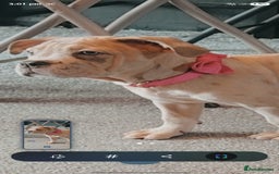 Mixed Breed dogs for sale: Cane corso cross - Image 1