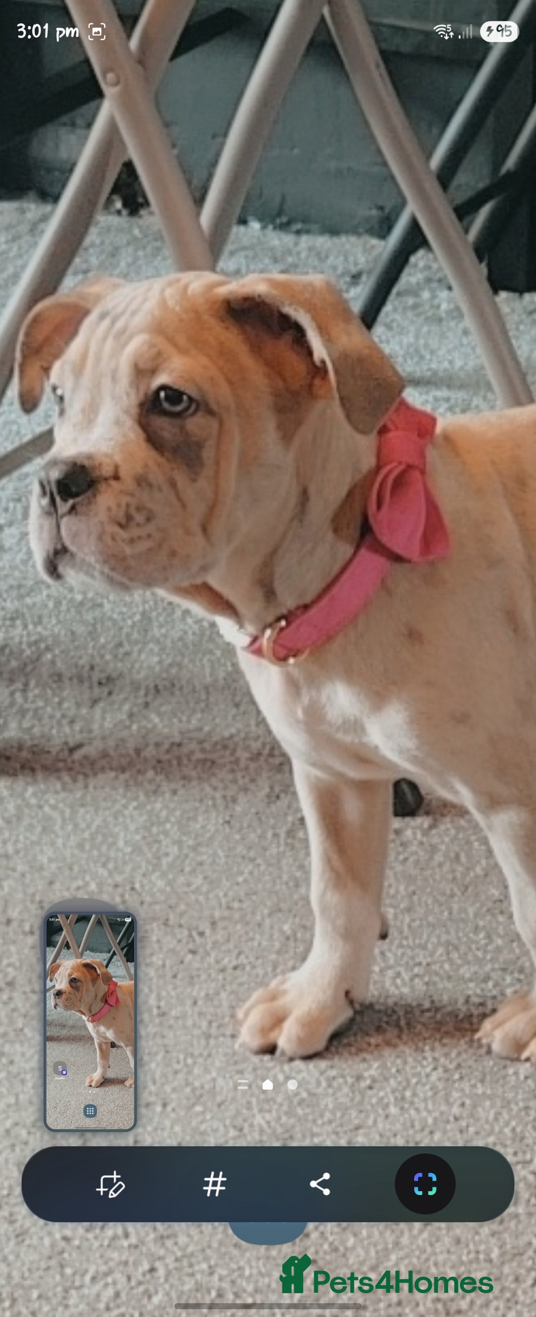 Mixed Breed dogs for sale: Cane corso cross - Image 1