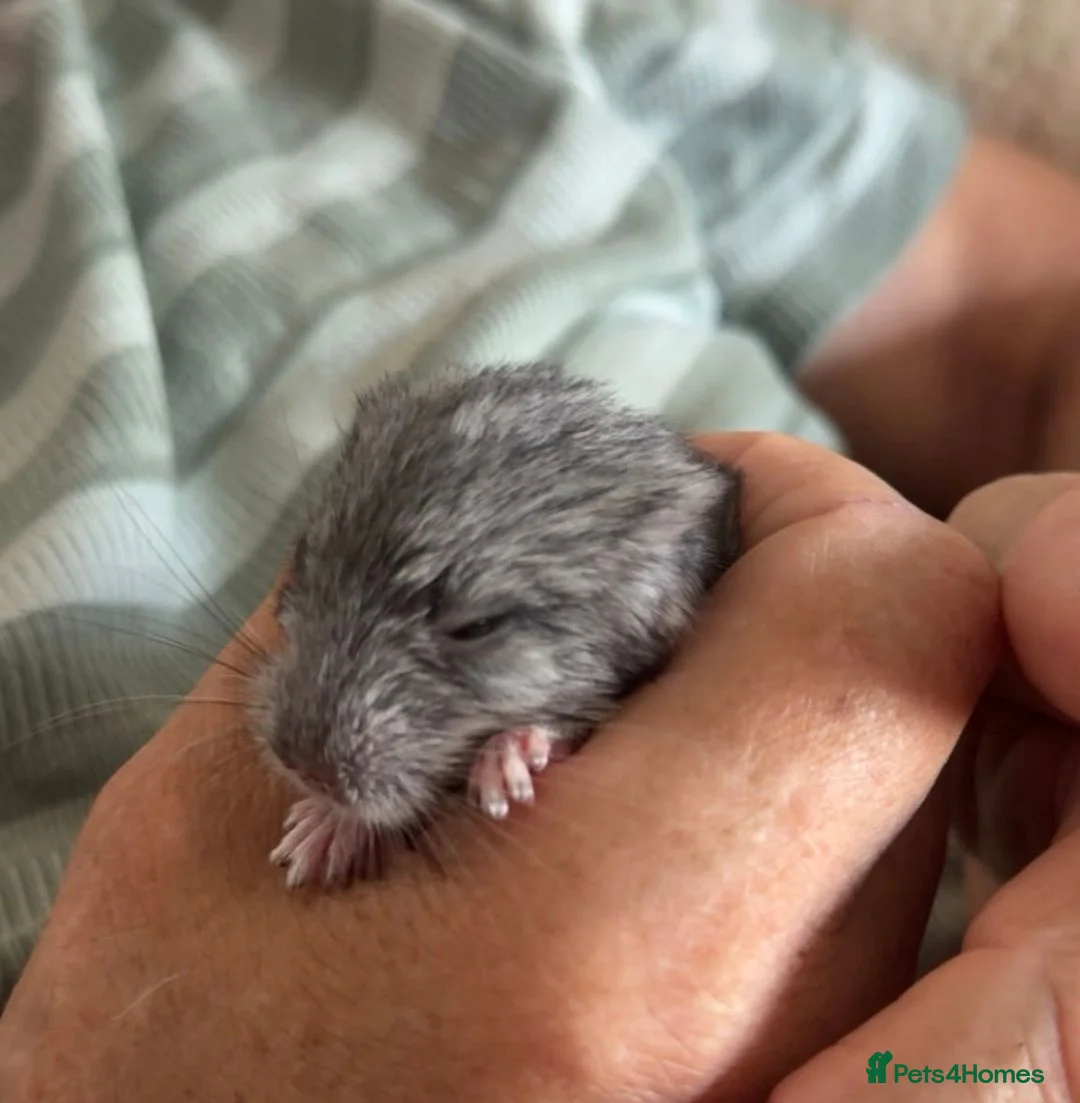 Chinchilla rodents for sale: BEAUTIFUL BABY GIRL - Advert 2