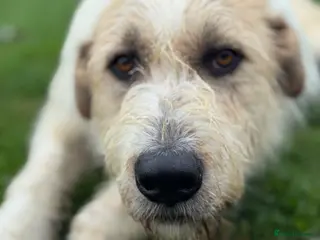 Mixed Breed dogs Hershey ( and brother Harley ) - Advert 13