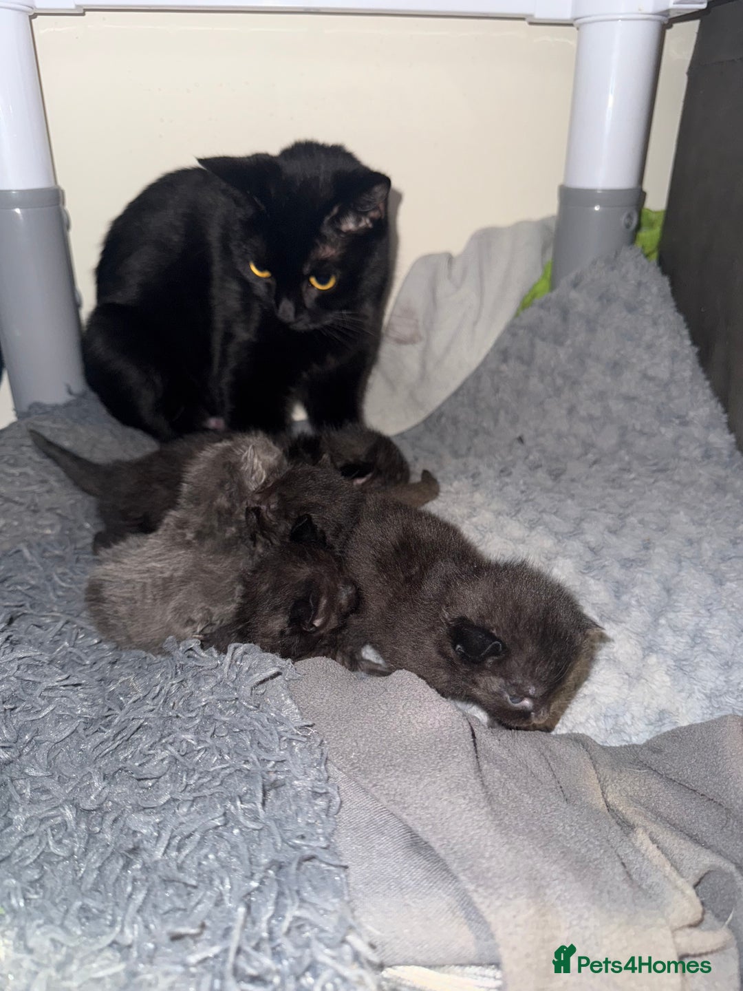 Bombay cats for sale: 3 black Bombay kittens female - Advert 1