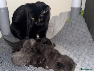 Bombay cats 3 black Bombay kittens female - Advert 1