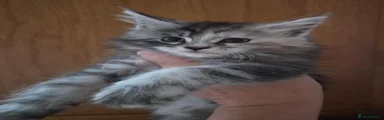 Maine Coon 3