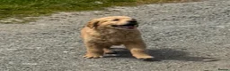 Mini Goldendoodle dogs for sale:   Like owning a miniature fluffy Golden Retriever - Advert 6