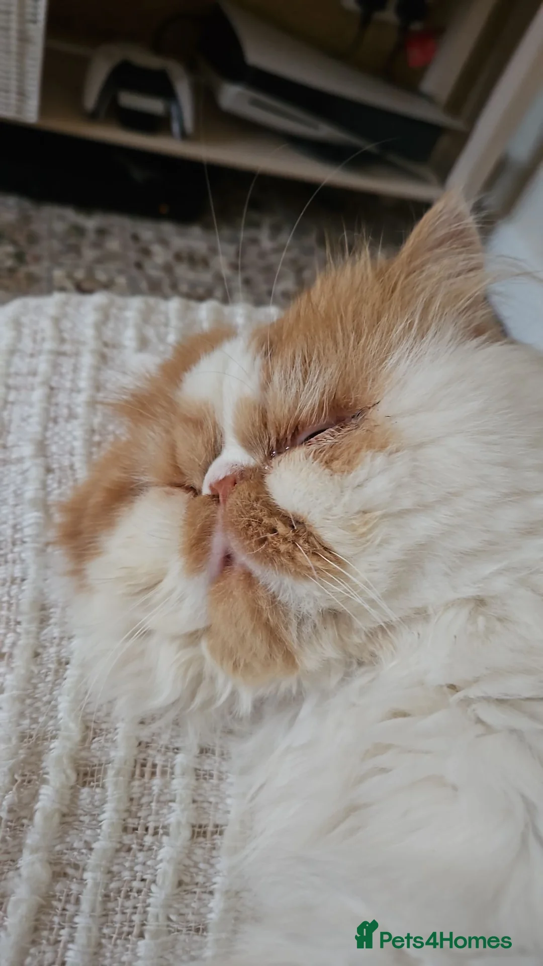 Persian cats for sale: 4 year persian - Advert 4