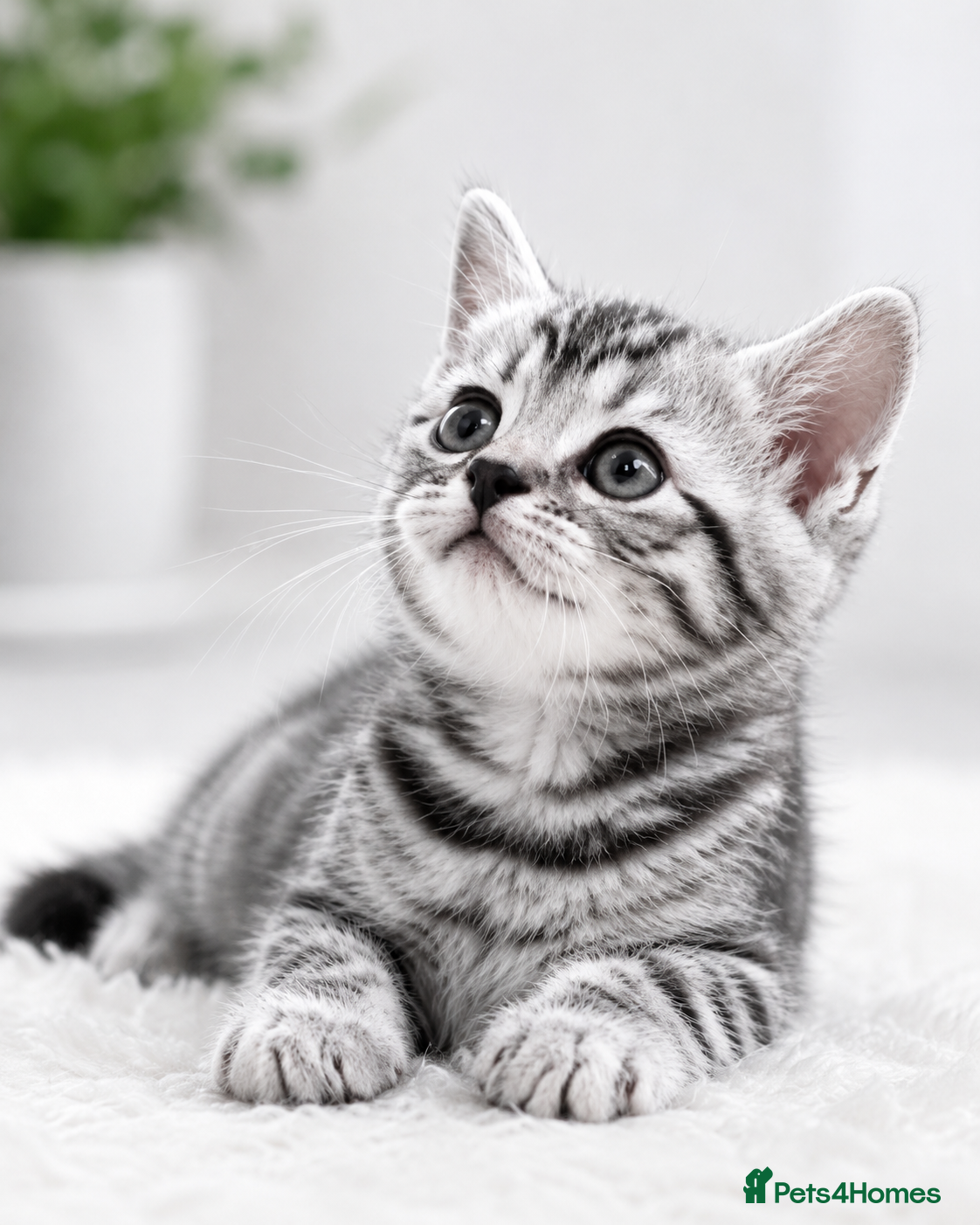 British Shorthair cats Half British shorthair kittens - Advert 7