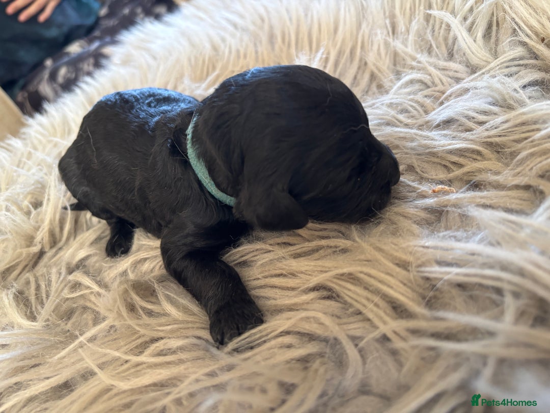 Goldendoodle dogs for sale: 12 Stunning Goldendoodles - Image 9