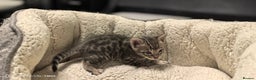Bengal cats for sale: Bengal babies  - Advert 18