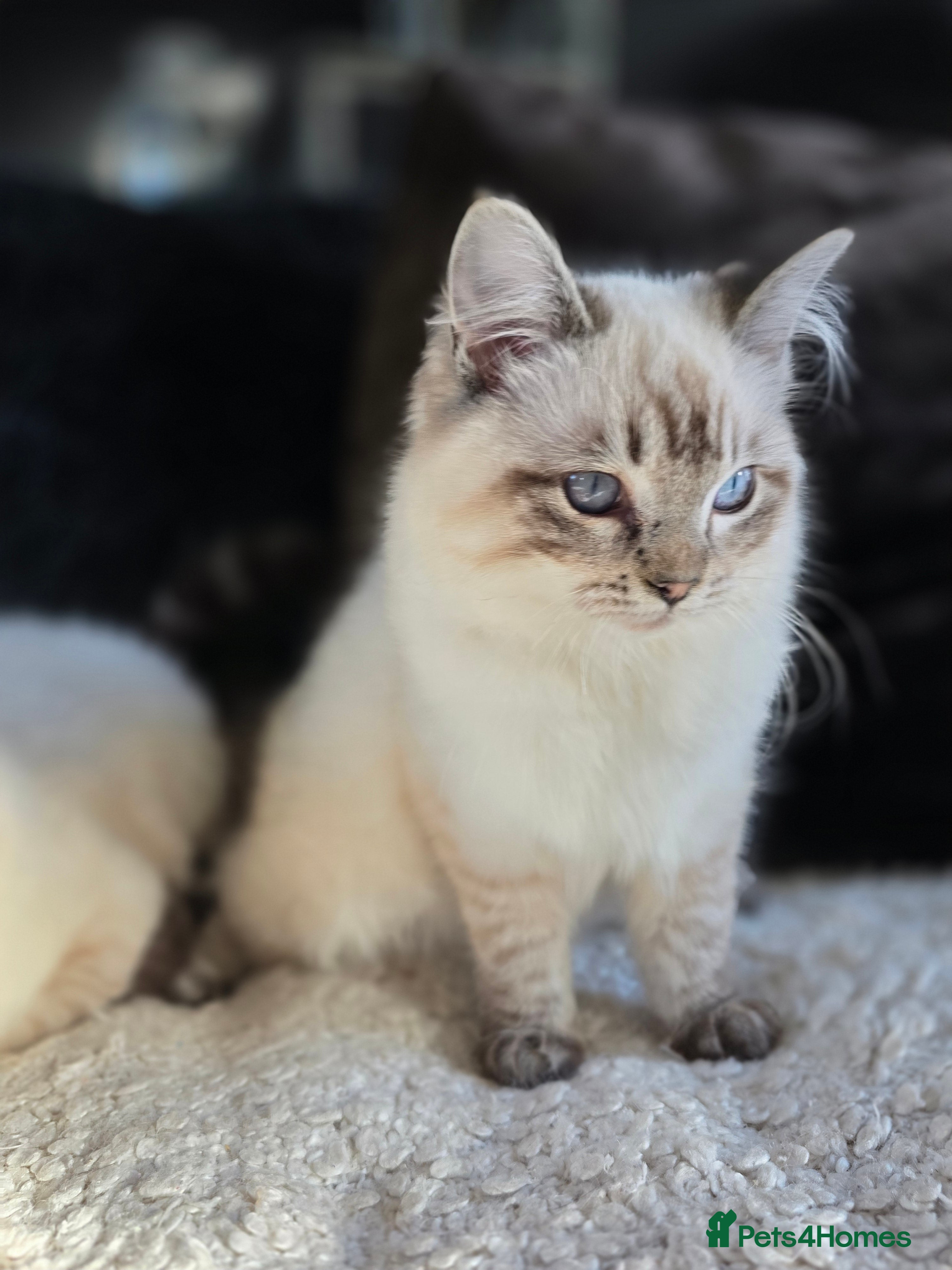 Ragdoll cats Beautiful Ragdol Kittens, 2 boys - dog friendly - Advert 1