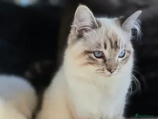 Ragdoll cats for sale: Beautiful Ragdol Kittens - dog friendly - 2 BOYS - Advert 1