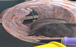 Dwarf Lop rabbits for sale: 2 rabbits one male and female - Advert 4