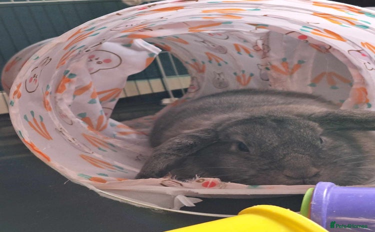 Dwarf Lop rabbits 1 grey female  - Advert 9