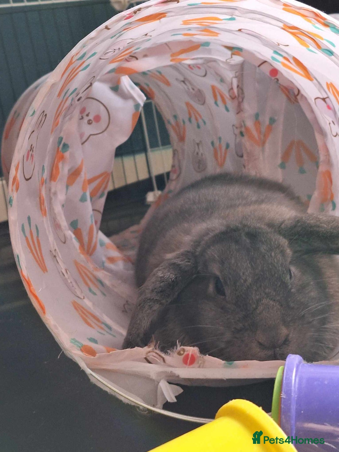 Dwarf Lop rabbits for sale: 2 rabbits one male and female - Advert 4