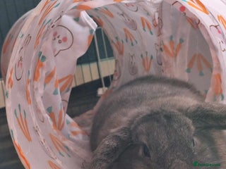 Dwarf Lop rabbits 1 grey female - Advert 9