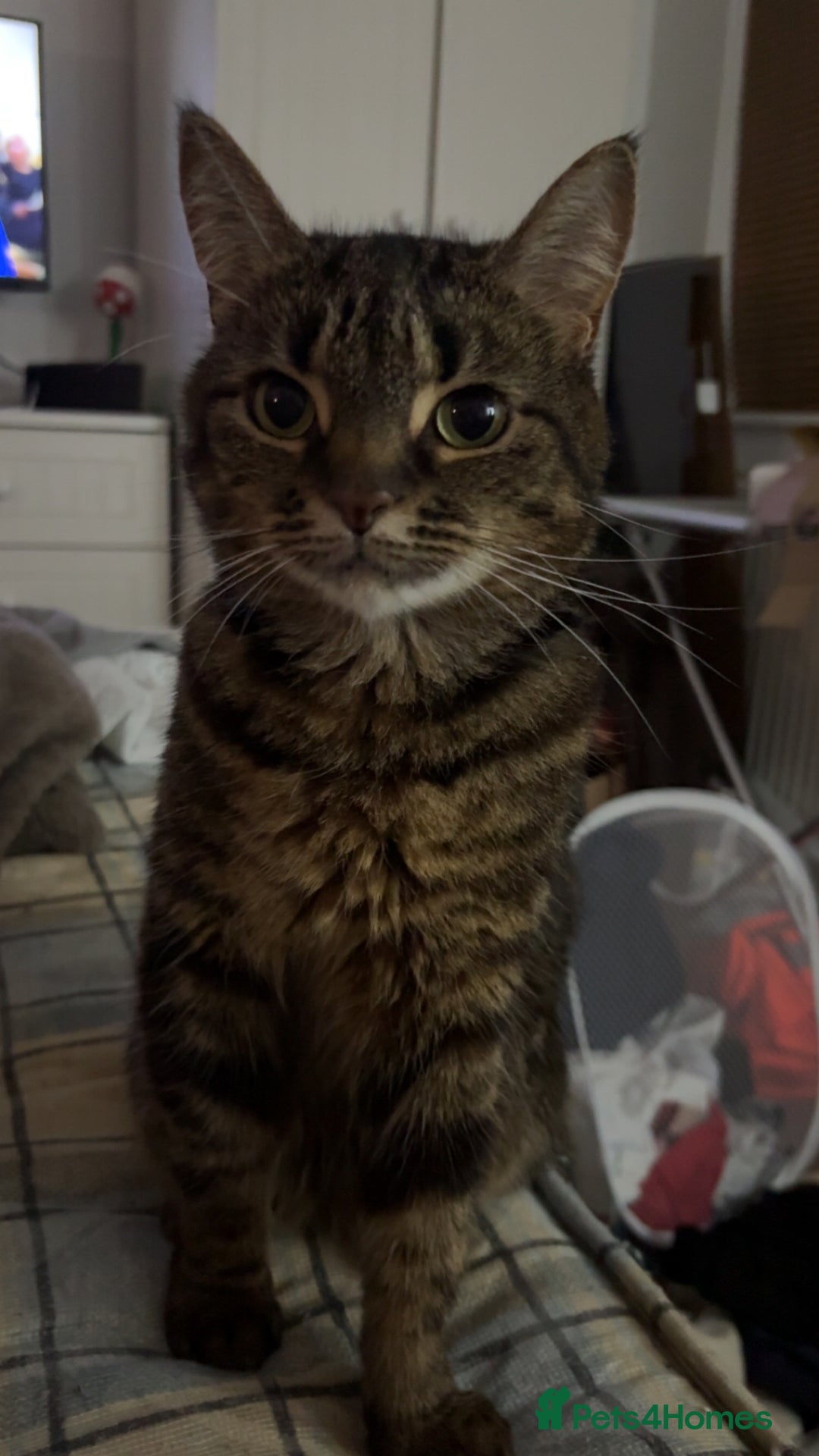 Mixed Breed cats for sale: Coco and snow  - Advert 2