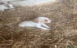Mixed Breed dogs for sale: 6 Cocker jack puppies - Image 10