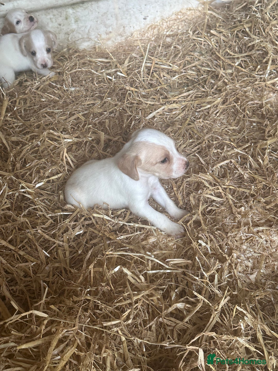 Mixed Breed dogs for sale: 6 Cocker jack puppies - Image 10