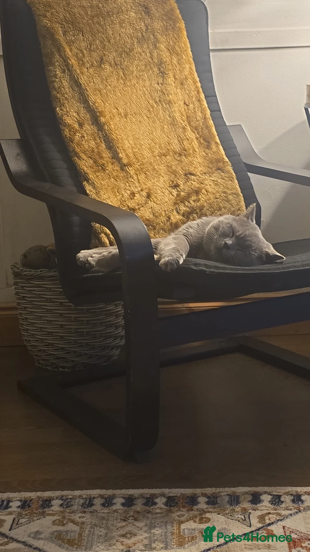 British Shorthair cats for stud: Beautiful boy - Advert 5