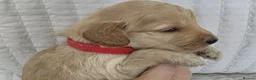 Cockapoo dogs for sale: Golden Cockapoo Puppies - Advert 9