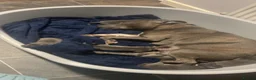 Staffordshire Bull Terrier dogs for sale: Staffordshire terrier pups  - Advert 1