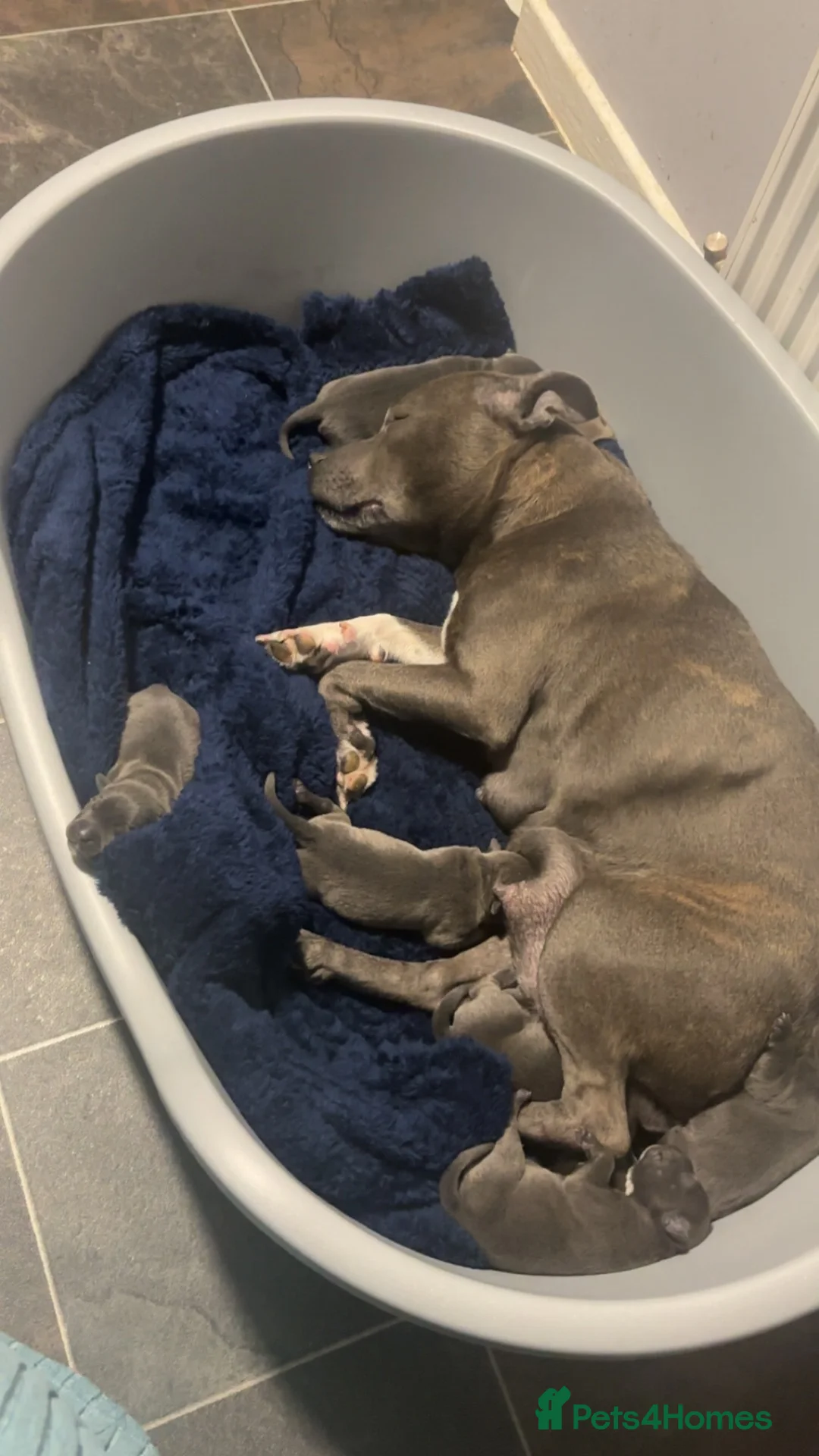 Staffordshire Bull Terrier dogs for sale: Staffordshire terrier pups  - Advert 1
