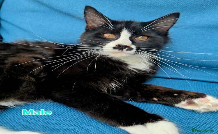 Mixed Breed cats - Advert 12