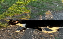 Mixed Breed cats for sale: Kittens for there forever home available  - Image 2