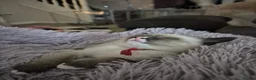 Snowshoe cats for sale: Rare Snowshoe Kittens  - Advert 12