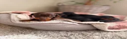 Miniature Dachshund dogs for sale: KC Miniature Smooth Dachshund Puppies - Advert 12