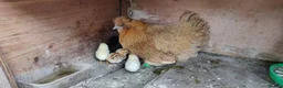 Chickens poultry for sale: Fertile chicken eggs for sale. - Advert 3