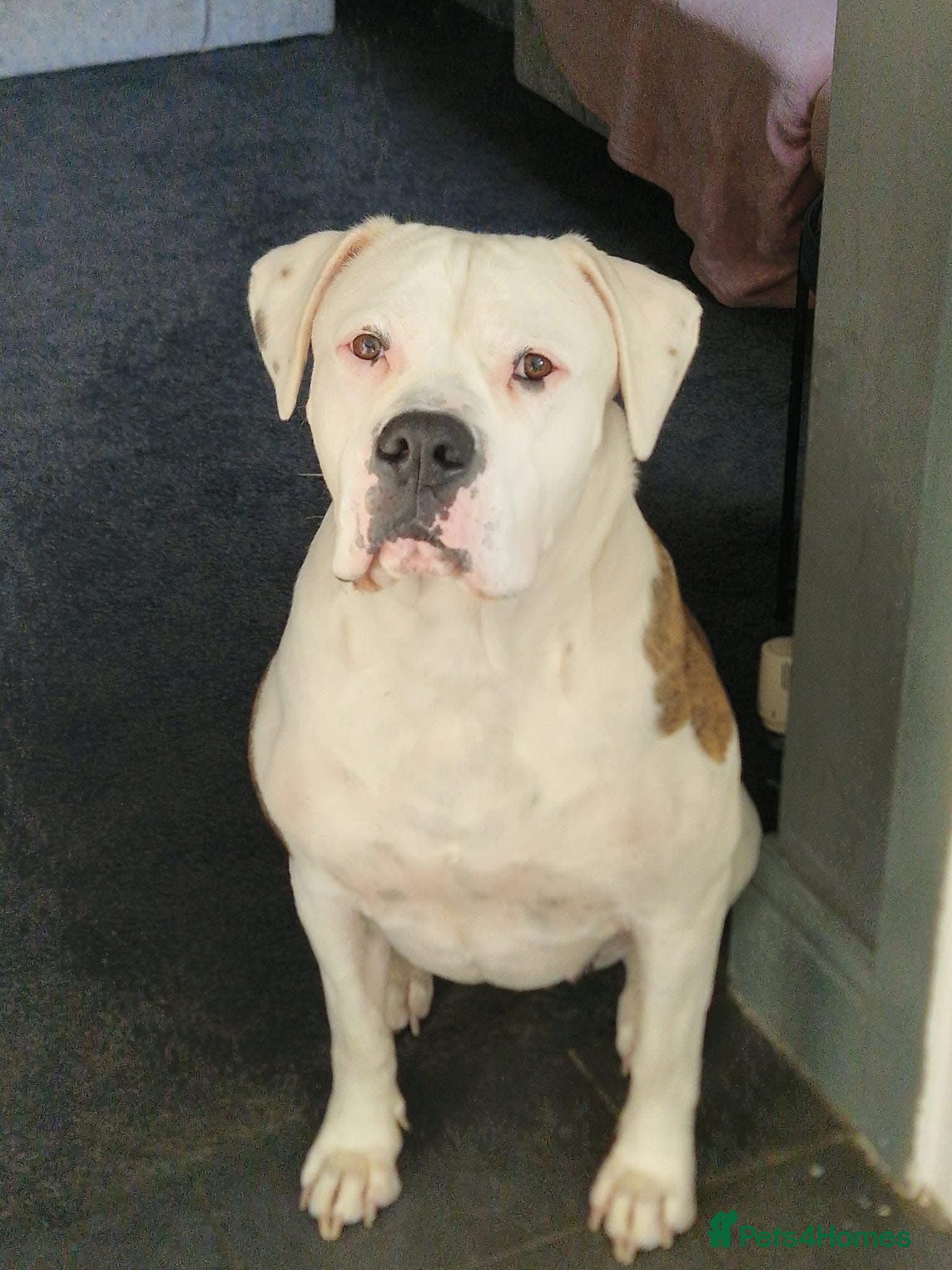 Mixed Breed dogs American bulldog x English bull terrier  - Advert 1