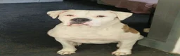 Mixed Breed dogs for sale: American bulldog x English bull terrier  - Advert 1
