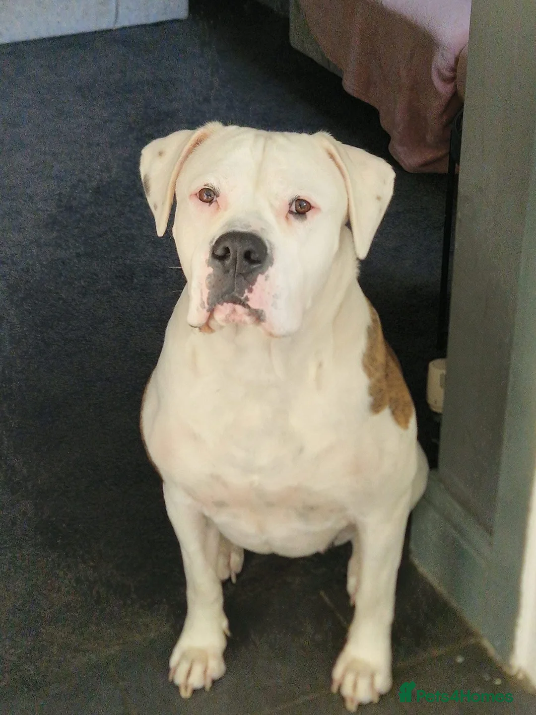 Mixed Breed dogs for sale: American bulldog x English bull terrier  - Advert 1
