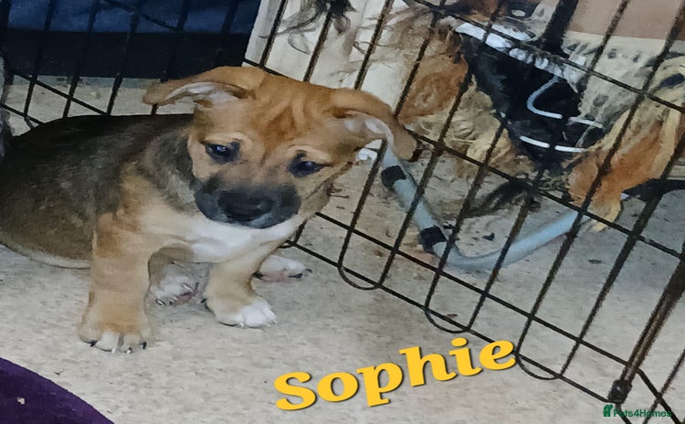 Mixed Breed dogs - Advert 5