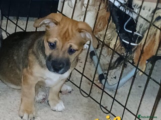 Mixed Breed dogs - Advert 5