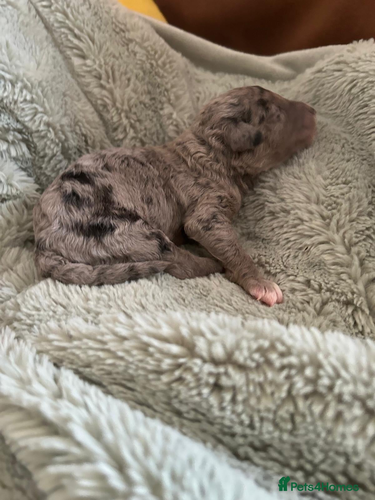 Labradoodle dogs Australian Labradoodle Puppies - Advert 1