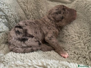 Labradoodle dogs Australian Labradoodle Puppies - Advert 2