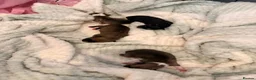Chihuahua dogs for sale: Smooth Coat Chihuahua Puppies - Advert 2