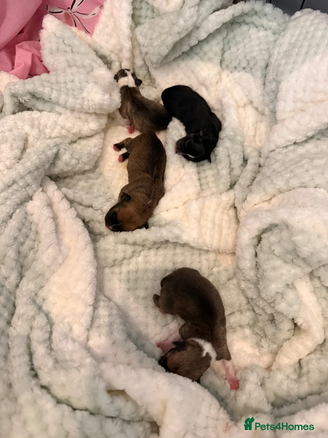 Chihuahua dogs for sale: Smooth Coat Chihuahua Puppies - Advert 2