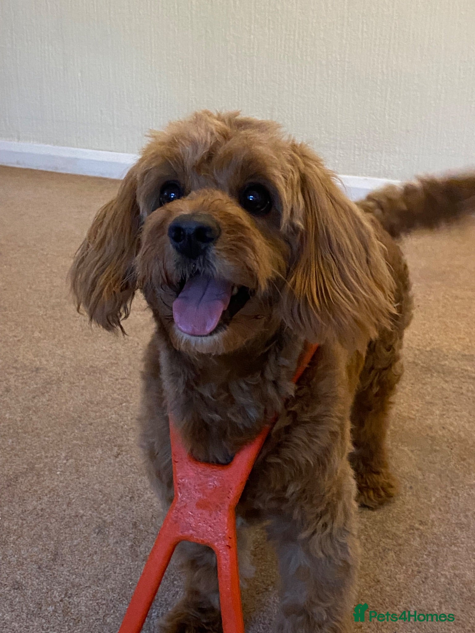 Cavapoochon dogs 🐶 STUD AD – MAX (Cavapoochon, 2 years old) - Advert 2